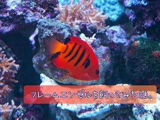 フレームエンゼルを飼った経験から語る、め…