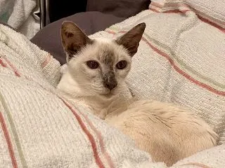 ただはるだけ
