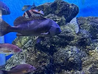 いおワールド鹿児島水族館４４