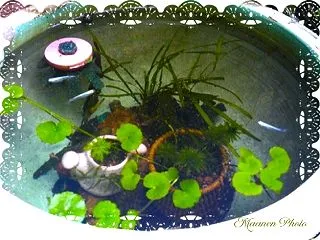 イチゴの植え替えとか