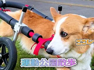 運動公園散歩