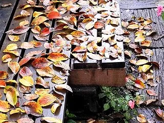 2026 夏椿(沙羅の樹)の紅葉