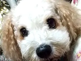 何なんだろう。過ぎ世現よ紡ぐ糸MM774