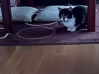 来ました。