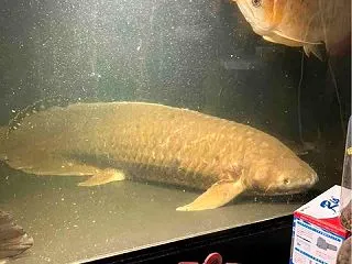 特大ネオケラペアー入荷しました