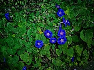 ナイトウォーキングに咲く花