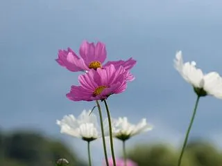 コスモスと鳥