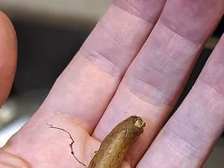 [成長記録]オペルクリカリア・パキプス(…