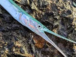 ダツは釣れたら食べれる！実は旨いのに食べ…