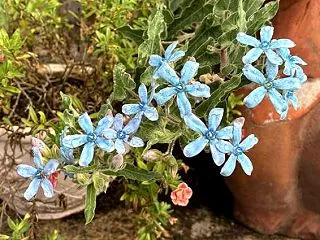 やっと雨が上がった！露に濡れたブルーのお…