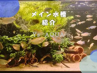 【アクアリウム】グラミー×コリドラスの9…