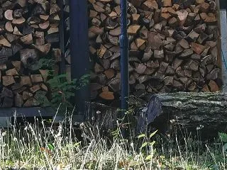 森はすっかり秋です