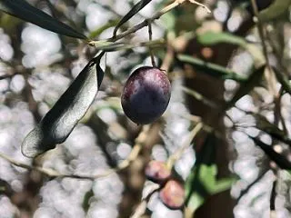 オリーブ、初収穫！