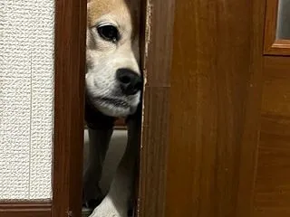 キャベツピーラー「キャベピィMAX」