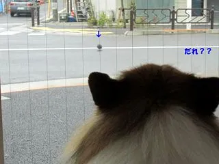 珍客