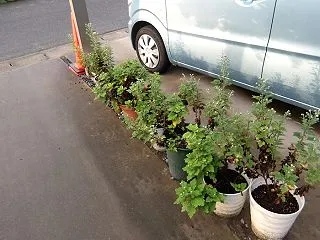 菊が咲き始めた 仕事の一コマ