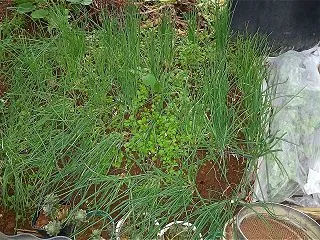 庭の20日わけぎと大根