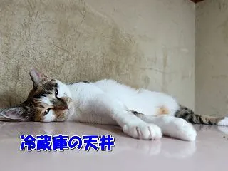 衝撃の猫砂
