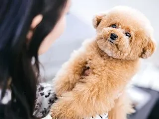 コハクの玉座〜ツンデレ系ヨーキーの甘えか…