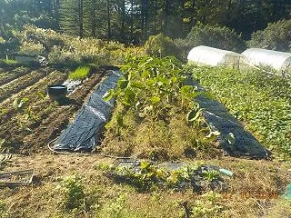 タマネギ予定畝に穴あきマルチを準備 イチ…