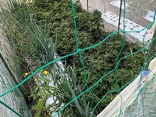 アライグマは現れず？ しっかりガードした…