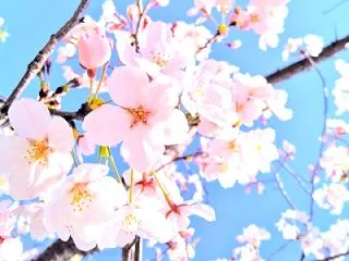 【2027年度入試対応】江戸川学園取手中…