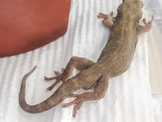本日のヤモリです。2309日目
