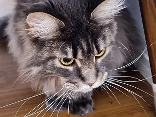わかりやすすぎる…
