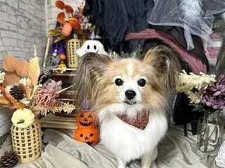 こまめにブラッシング