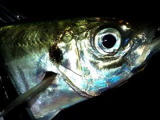 【秋アジング】横風・干潮で尺アジ！極小シ…
