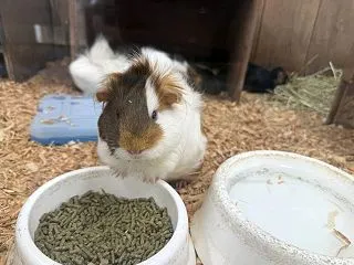 【体験談】成田ゆめ牧場でふれあえる動物は…