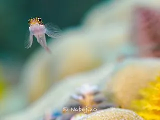 【Underwater: Log】OM-…