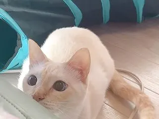 獲物をみる目👁️