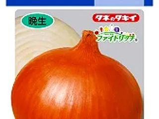 玉ねぎ晩生種「ケルたま」苗１００本を植え…