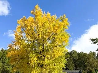 【2026池田町紅葉情報】 長福寺 大イ…