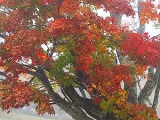 【2026池田町紅葉情報】 大峰高原 七…