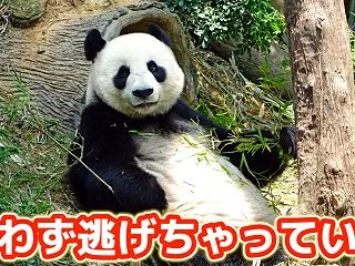 【逃げるは恥じゃない上に、役に立つ】