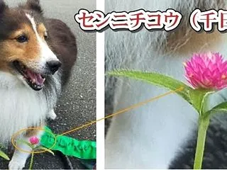 小次郎と秋の草花－こんなところに！” セ…
