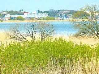 ヤナギ咲く