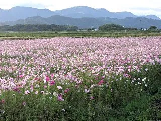 コスモス畑が満開です✿