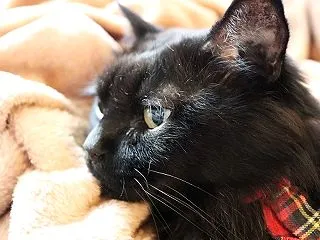 黒い子