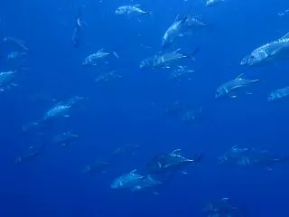 現地集合でｼｭｳｺﾞｳ(*｣´□`)｣