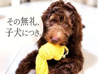 パピーライセンスとは？子犬に寛容な愛犬か…
