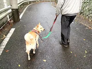 【ハナ＊うちに来て5年262日目】晴れて…