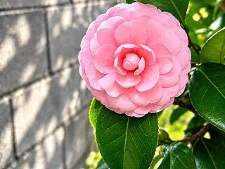 庭の小さな彩り