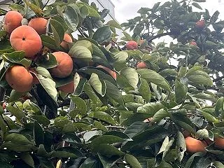 ビラ配布 天六で会議二つ
