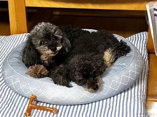 豆福の犬だんご♪ 9月29日 