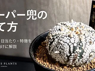 スーパー兜の育て方｜水やり・日当たり・特…