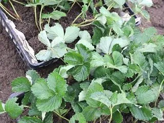 カレンベリーを植えます