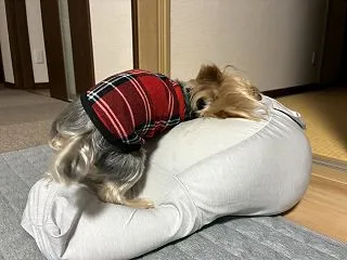 ヤーメーテー！！